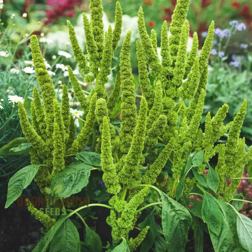 Green Thumb: Amaranth Seeds For Enthusiastic Gardeners – Cultivate Beauty And Nutrition From Seed