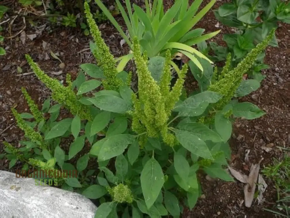 Green Thumb: Amaranth Seeds For Enthusiastic Gardeners – Cultivate Beauty And Nutrition From Seed