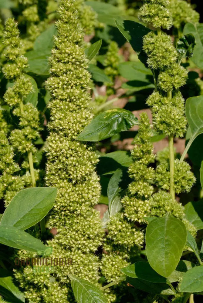 Green Thumb: Amaranth Seeds For Enthusiastic Gardeners – Cultivate Beauty And Nutrition From Seed