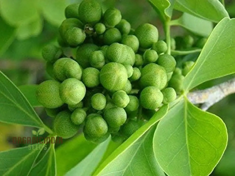 Green Toddalia Seeds Plant 8Pcs Fresh