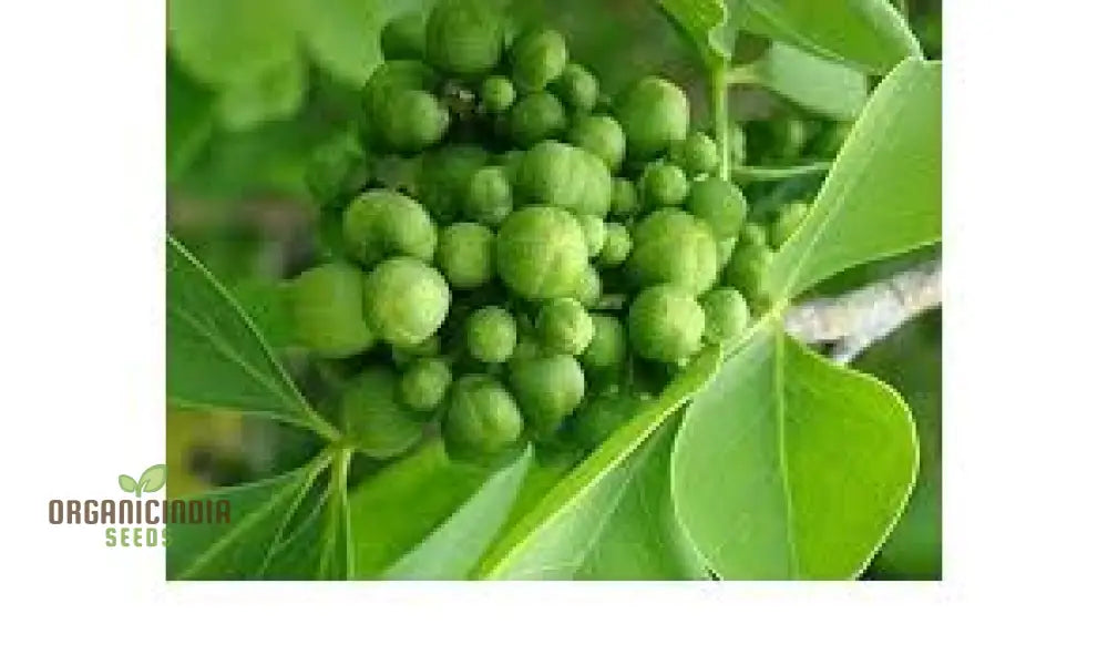 Green Toddalia Seeds Plant 8Pcs Fresh