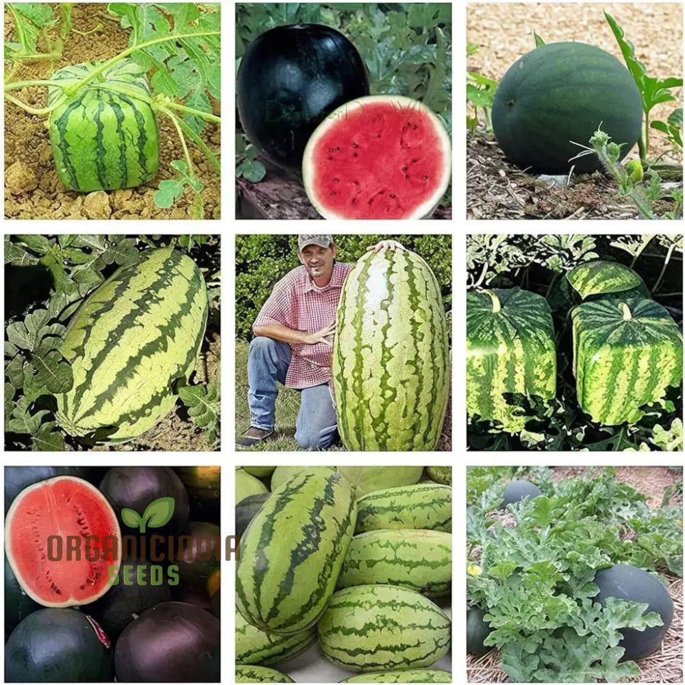 Green Watermelon Fruit Seeds Juicy And Refreshing Summer Treats Easy-To-Growing Varieties For A