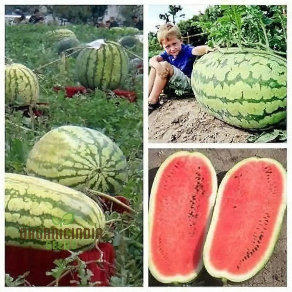 Green Watermelon Fruit Seeds Juicy And Refreshing Summer Treats Easy-To-Growing Varieties For A