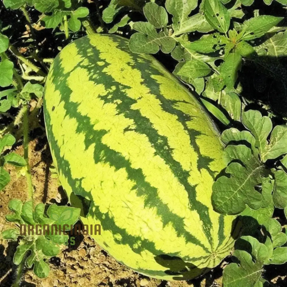 Green Watermelon Fruit Seeds Juicy And Refreshing Summer Treats Easy-To-Growing Varieties For A