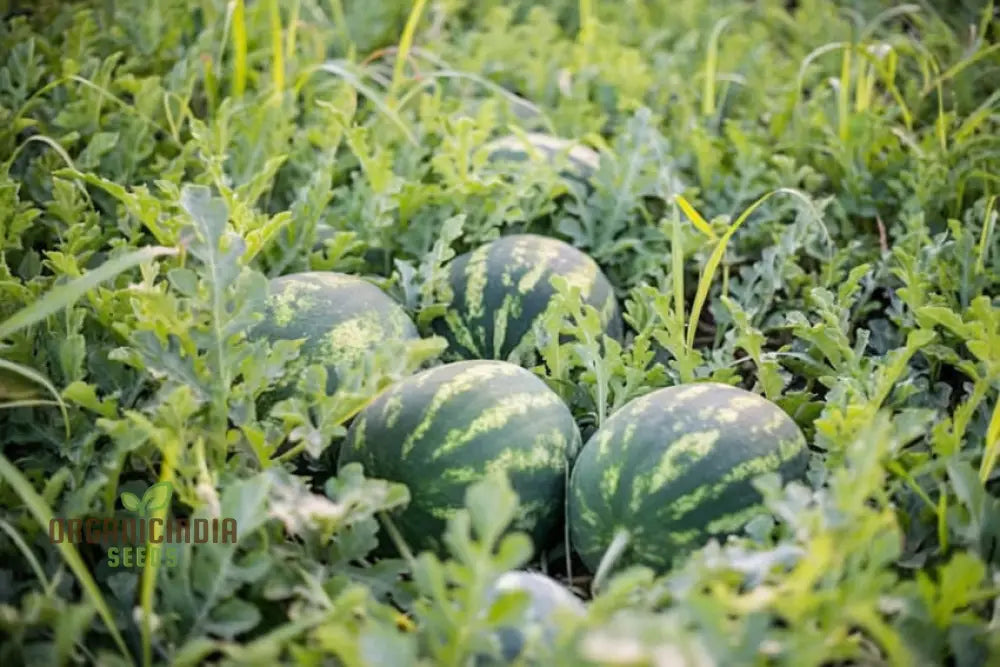 Green Watermelon Seeds For Planting Cultivate Your Garden With Fresh And Juicy Fruit