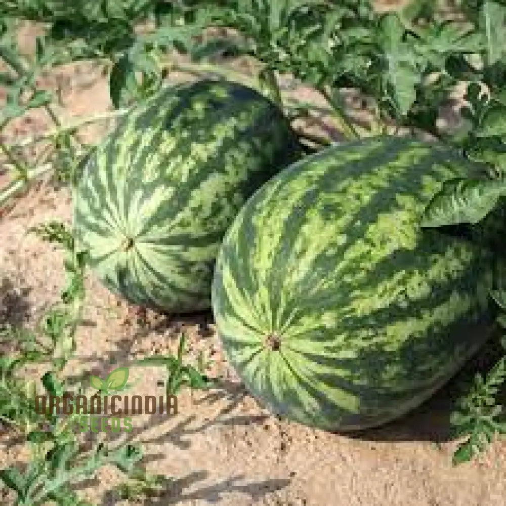 Green Watermelon Seeds For Planting Cultivate Your Garden With Fresh And Juicy Fruit