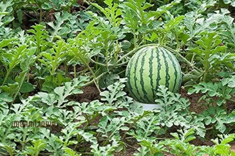 Green Watermelon Seeds For Planting Cultivate Your Garden With Fresh And Juicy Fruit