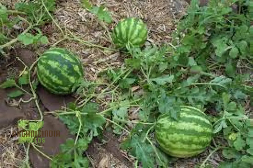 Green Watermelon Seeds For Planting Cultivate Your Garden With Fresh And Juicy Fruit