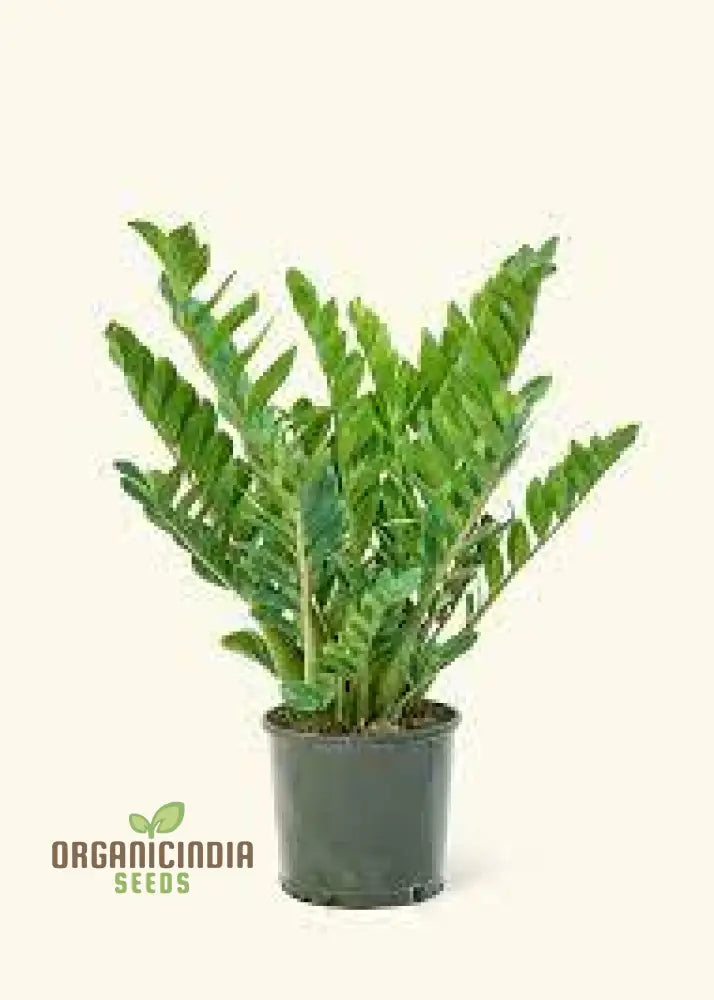 Green Zamioculcas Seeds Plant Mix 50Pcs Fresh