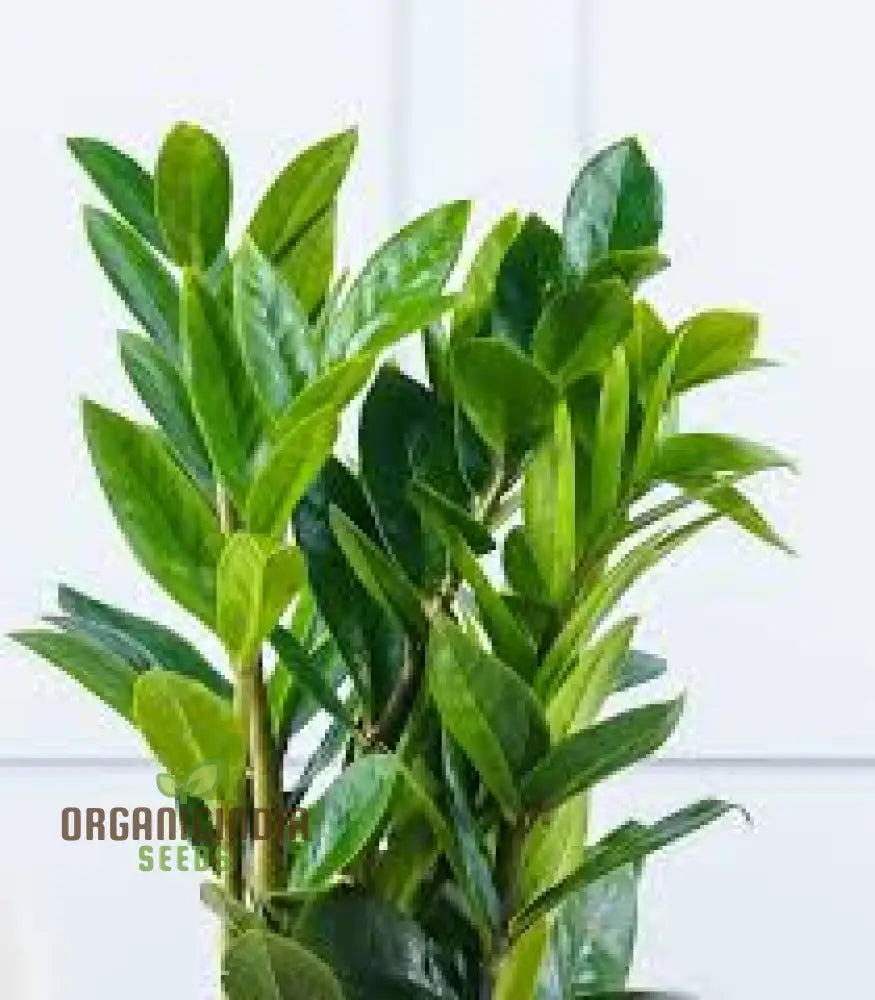 Green Zamioculcas Seeds Plant Mix 50Pcs Fresh