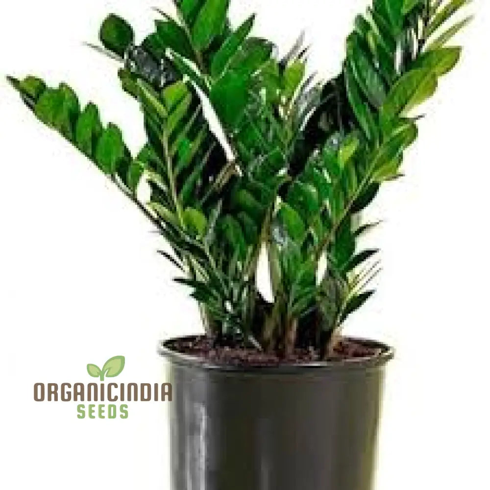 Green Zamioculcas Seeds Plant Mix 50Pcs Fresh