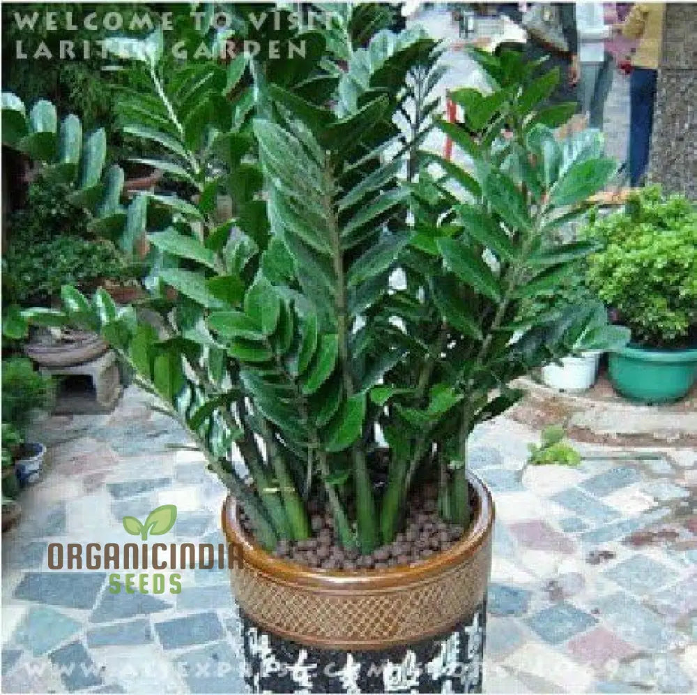 Green Zamioculcas Seeds Plant Mix 50Pcs Fresh