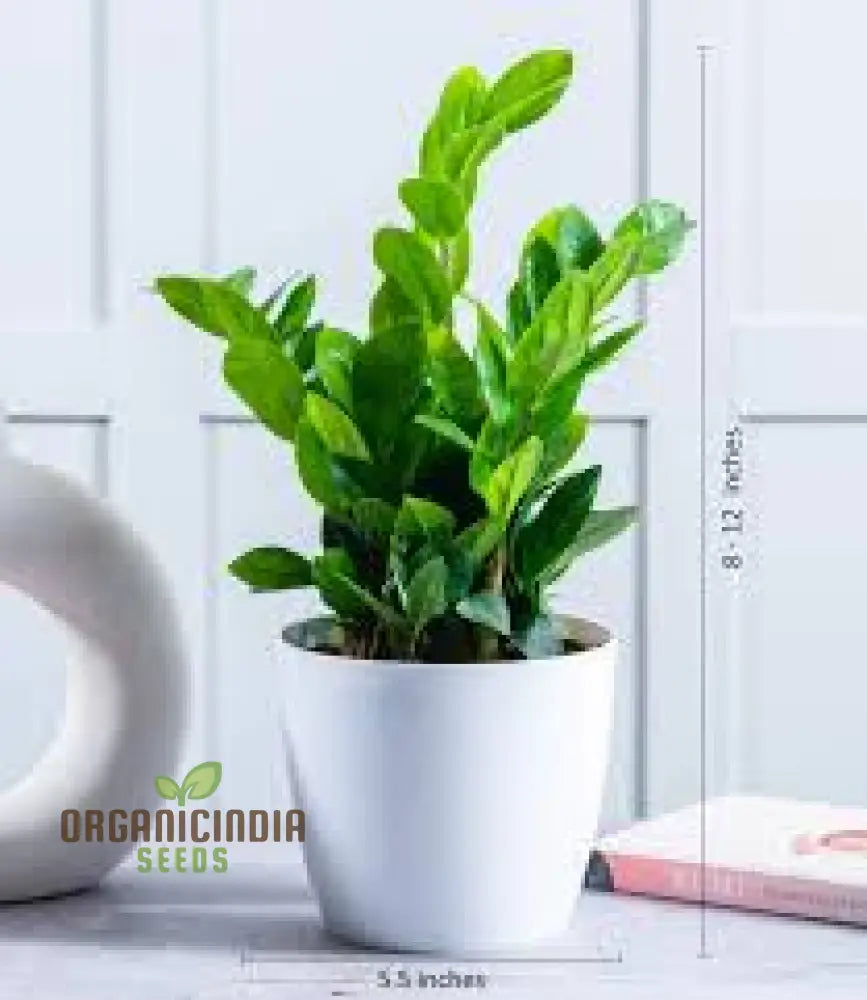 Green Zamioculcas Seeds Plant Mix 50Pcs Fresh