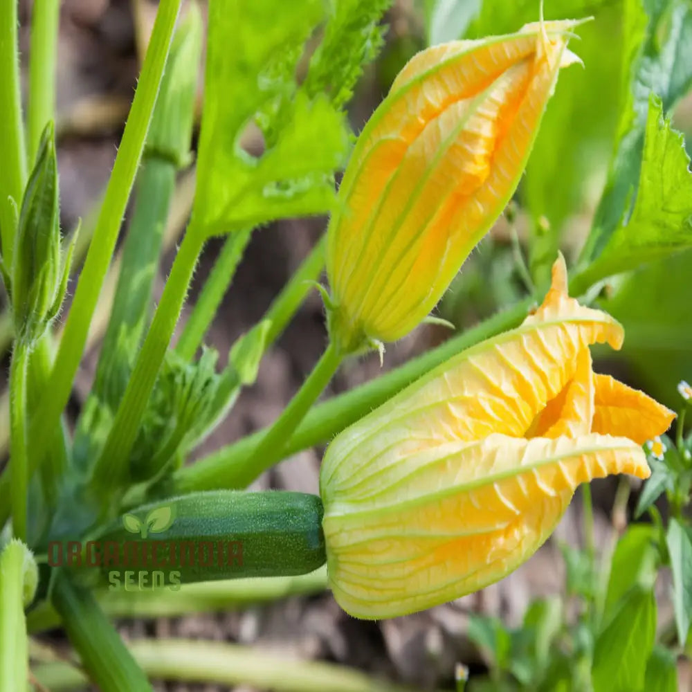 Green Zucchini Blossom Seeds - Grow Beautiful And Edible Flowers In Your Garden