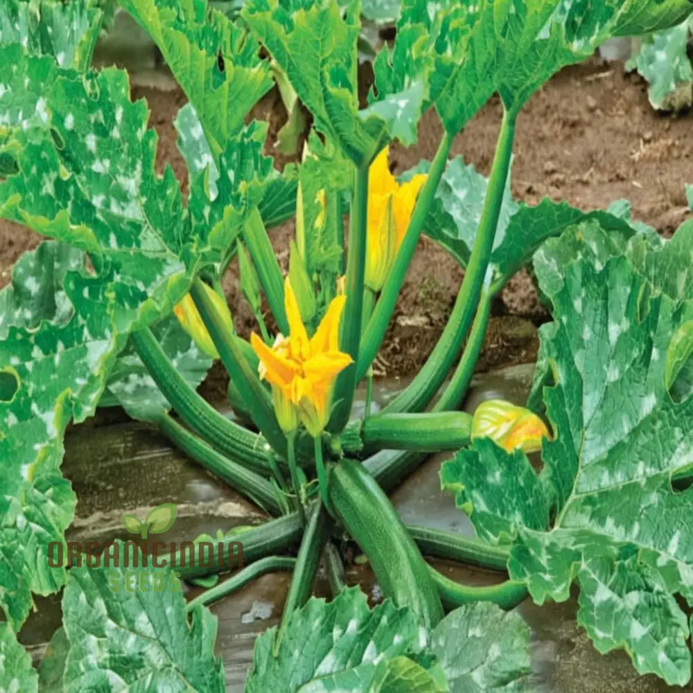 Green Zucchini Blossom Seeds - Grow Beautiful And Edible Flowers In Your Garden