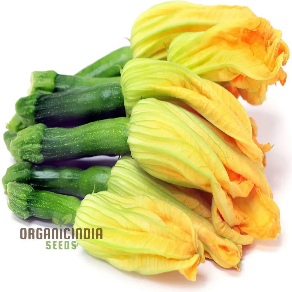 Green Zucchini Blossom Seeds - Grow Beautiful And Edible Flowers In Your Garden