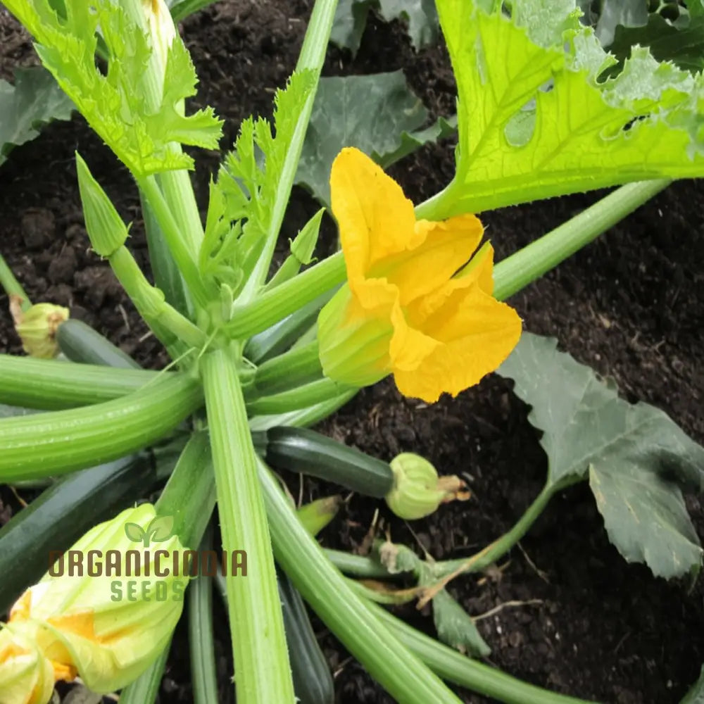 Green Zucchini Blossom Seeds - Grow Beautiful And Edible Flowers In Your Garden