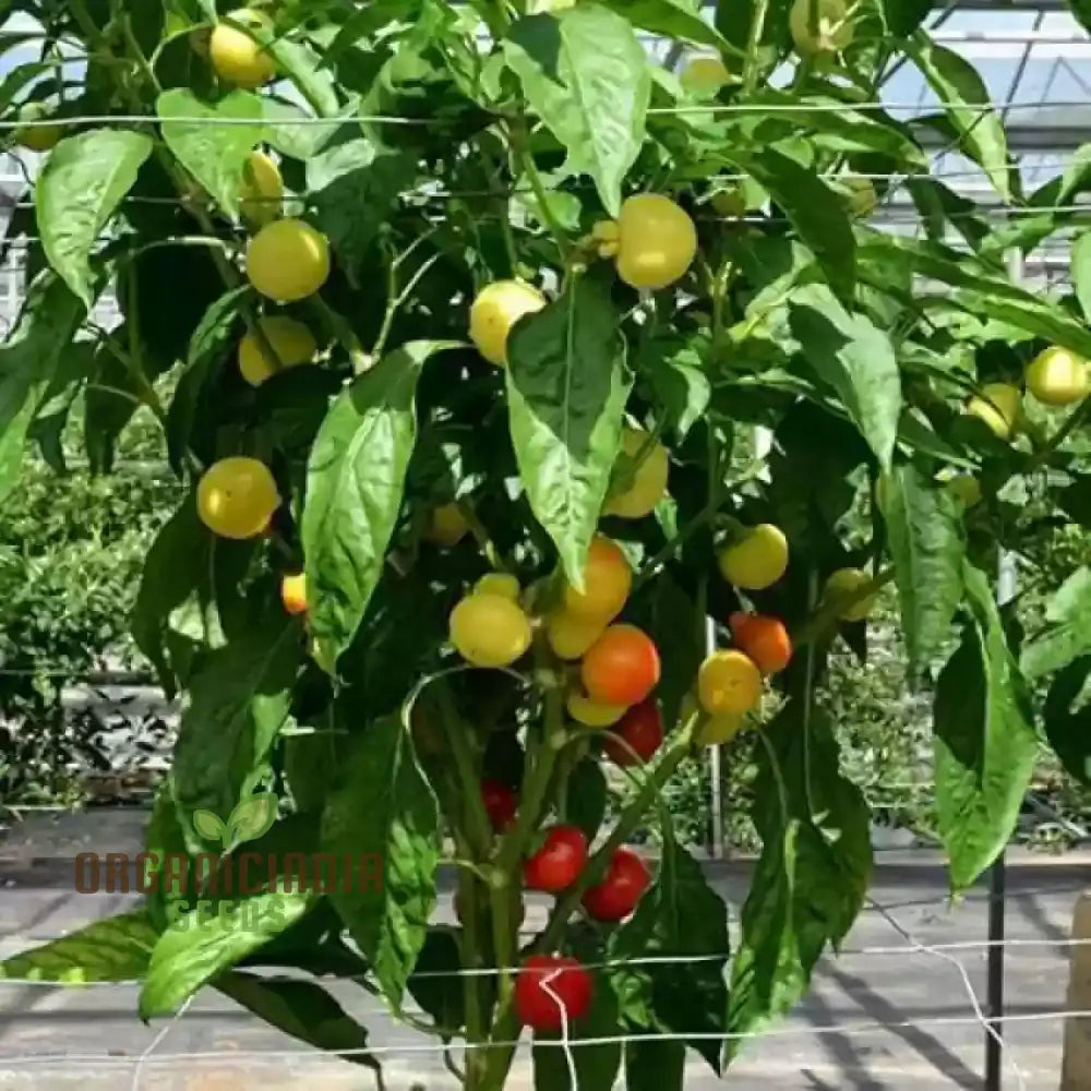 Greenhouse Tomato Seeds Collection | Premium Gardening Selection For Abundant Harvests Ideal Home