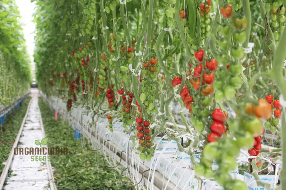 Greenhouse Tomato Seeds Collection | Premium Gardening Selection For Abundant Harvests Ideal Home