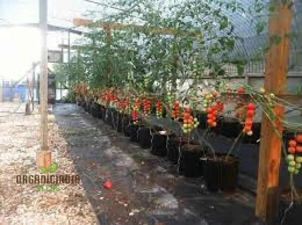 Greenhouse Tomato Seeds Collection | Premium Gardening Selection For Abundant Harvests Ideal Home