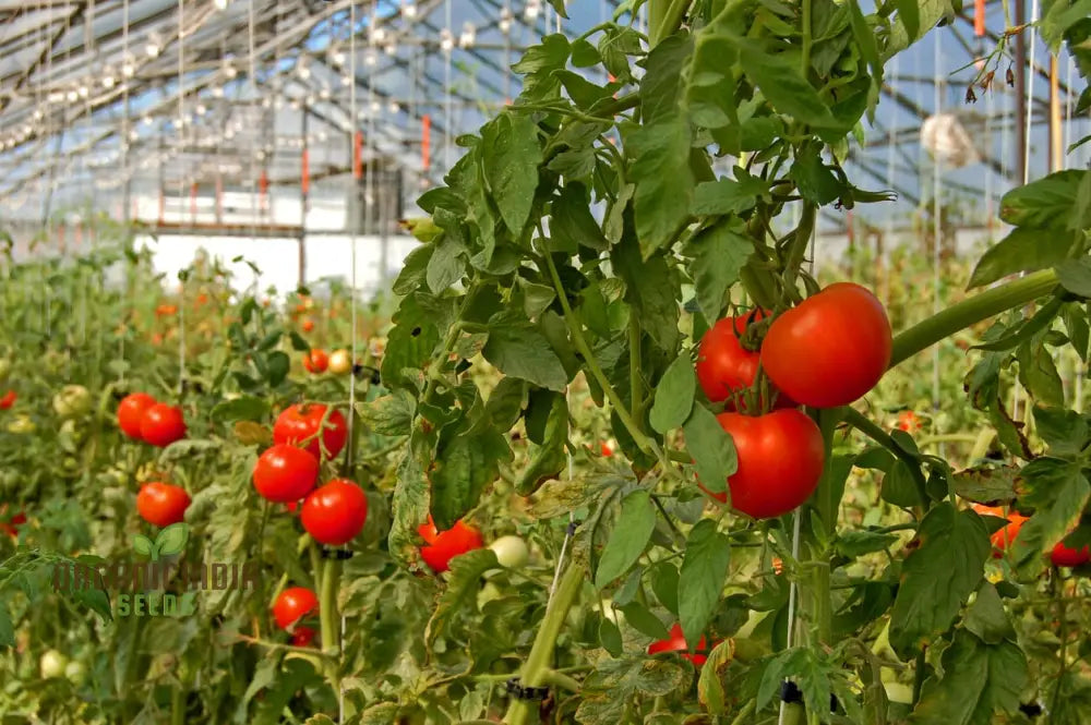 Greenhouse Tomato Seeds Collection | Premium Gardening Selection For Abundant Harvests Ideal Home