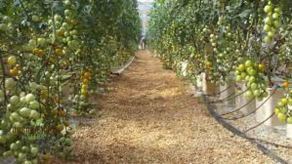 Greenhouse Tomato Seeds Collection | Premium Gardening Selection For Abundant Harvests Ideal Home