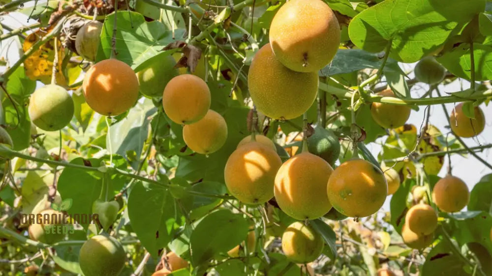 Grenadian Passiflora Ligularis Fruit Seeds Cultivate Exotic Delights From The Caribbean