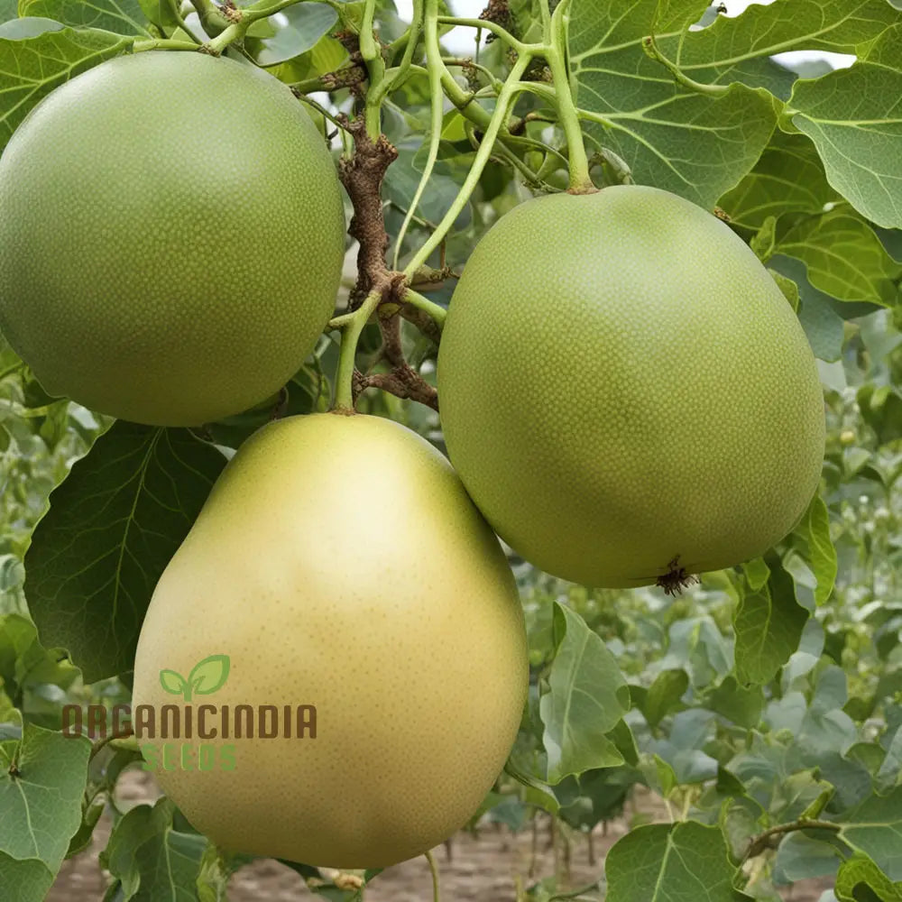 Grenadian Passiflora Ligularis Fruit Seeds Cultivate Exotic Delights From The Caribbean