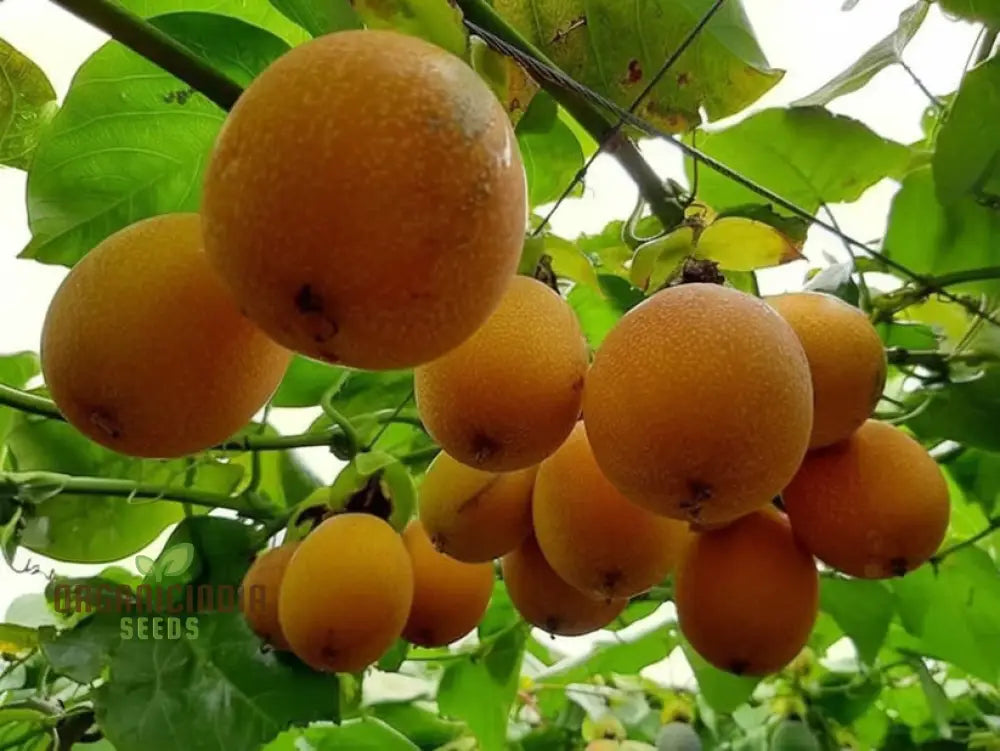 Grenadian Passiflora Ligularis Fruit Seeds Cultivate Exotic Delights From The Caribbean