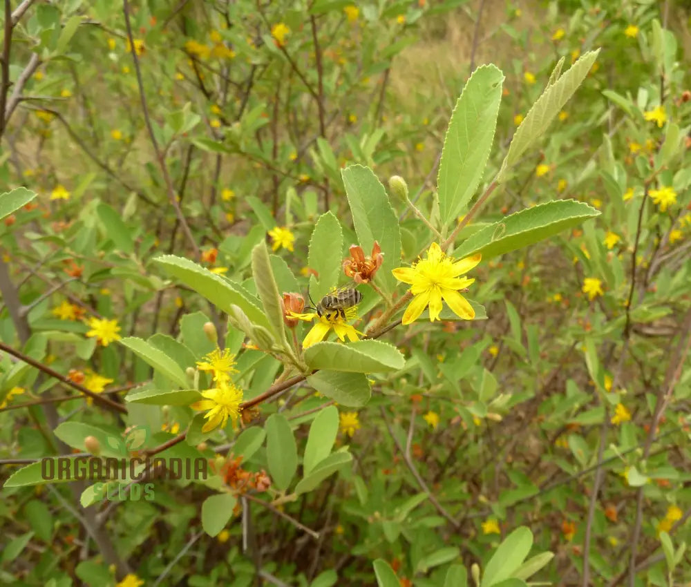 Grewia Flava Seeds: Your Ultimate Guide To Growing And Caring For The Golden-Leaved Raisin Bush In