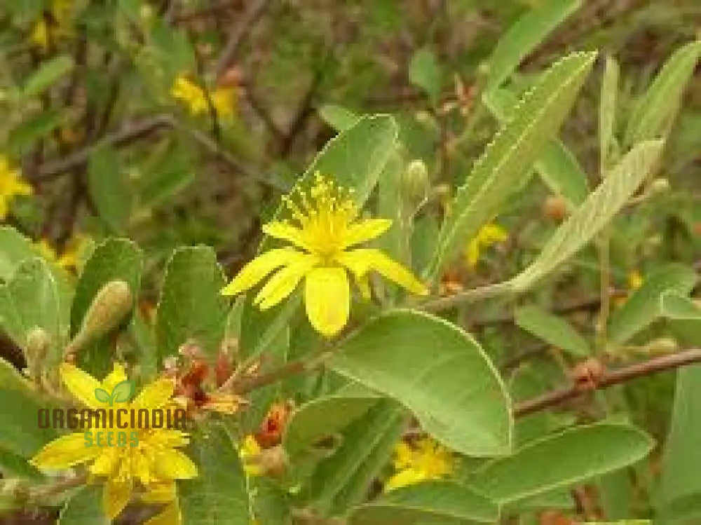 Grewia Flava Seeds: Your Ultimate Guide To Growing And Caring For The Golden-Leaved Raisin Bush In