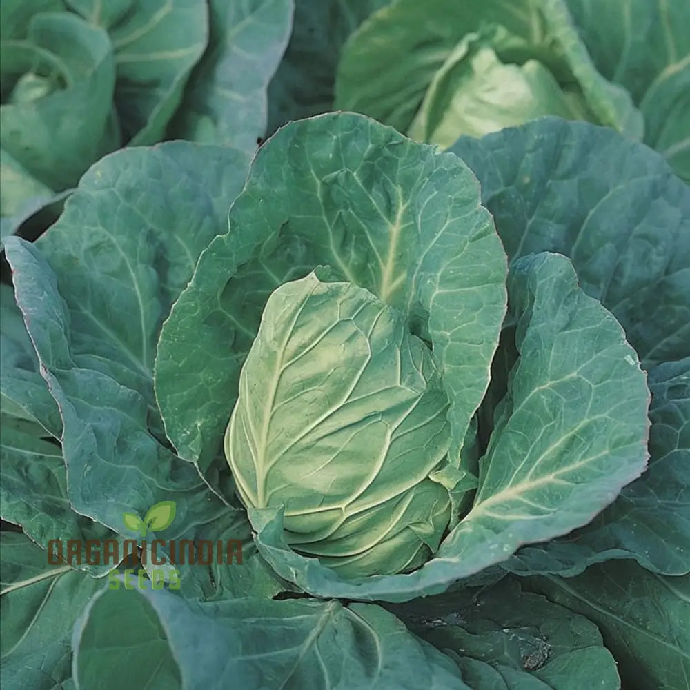 Greyhound Cabbage Seeds - Tender And Flavorful Heirloom Variety For Fresh Garden Harvests Vegetable