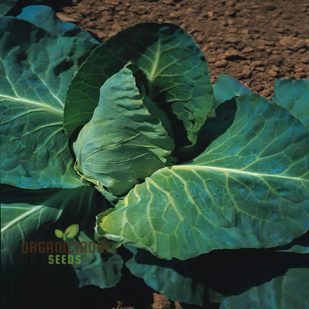 Greyhound Cabbage Seeds - Tender And Flavorful Heirloom Variety For Fresh Garden Harvests Vegetable