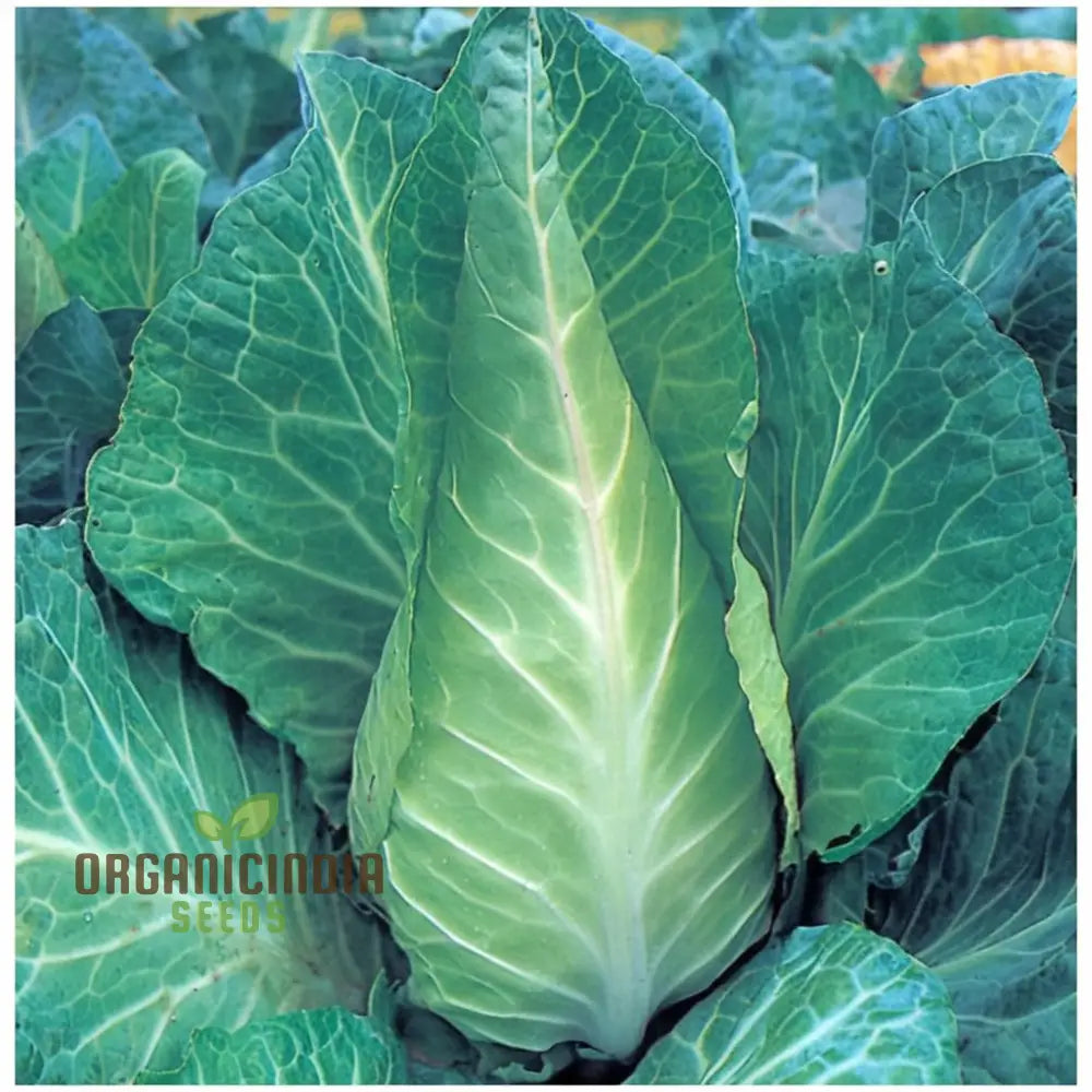 Greyhound Cabbage Seeds - Tender And Flavorful Heirloom Variety For Fresh Garden Harvests Vegetable