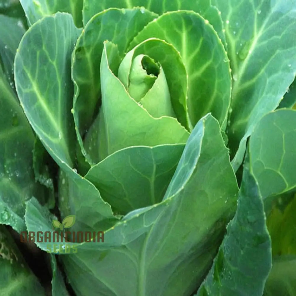 Greyhound Cabbage Seeds - Tender And Flavorful Heirloom Variety For Fresh Garden Harvests Vegetable