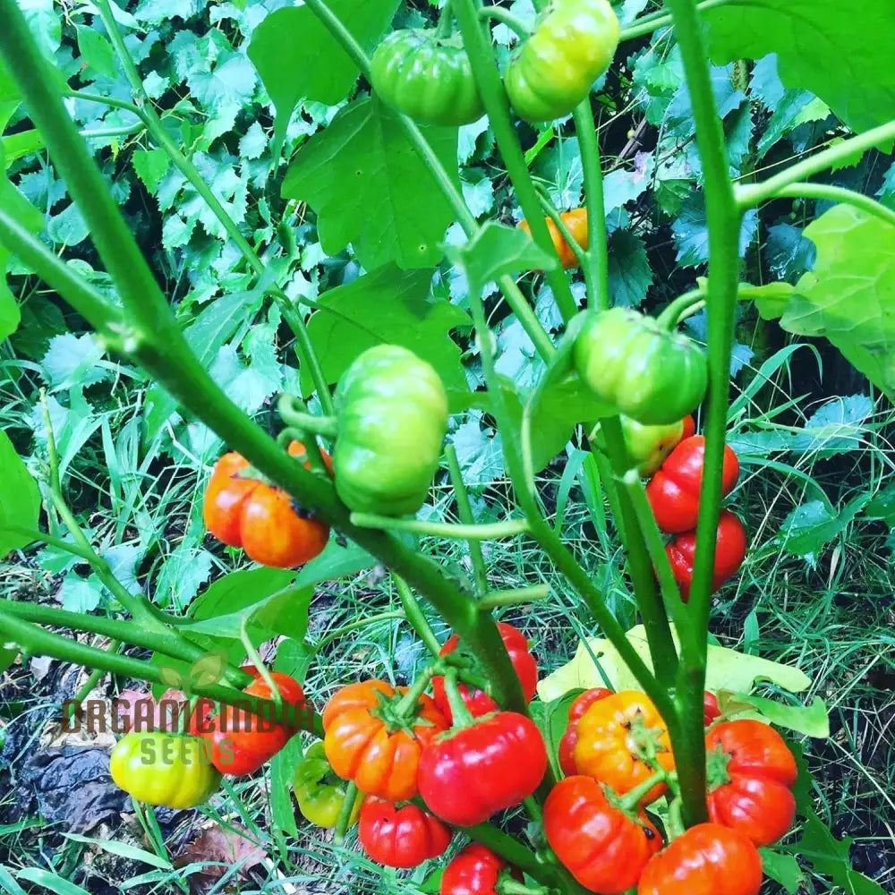 Grow Exotic Pumpkin Trees: Premium Solanum Integrifolium Seeds – Unique Ornamental Fruit For Your