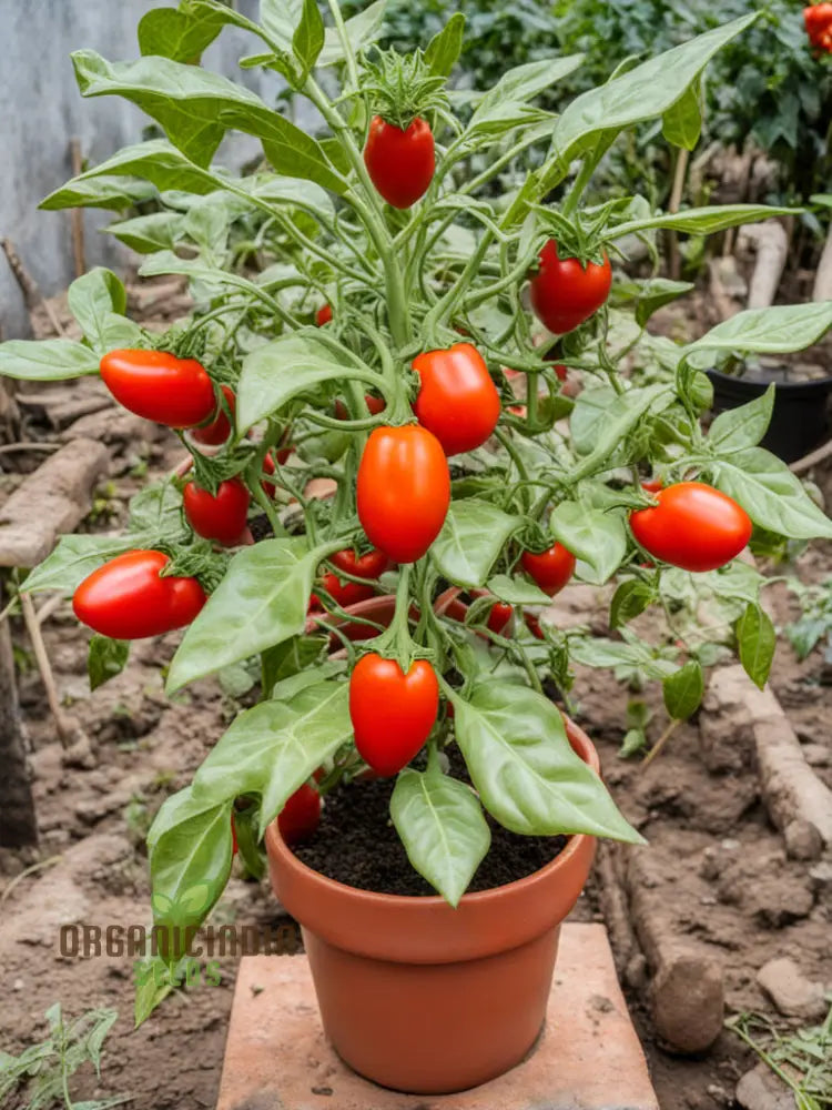 Grow Exotic Pumpkin Trees: Premium Solanum Integrifolium Seeds – Unique Ornamental Fruit For Your