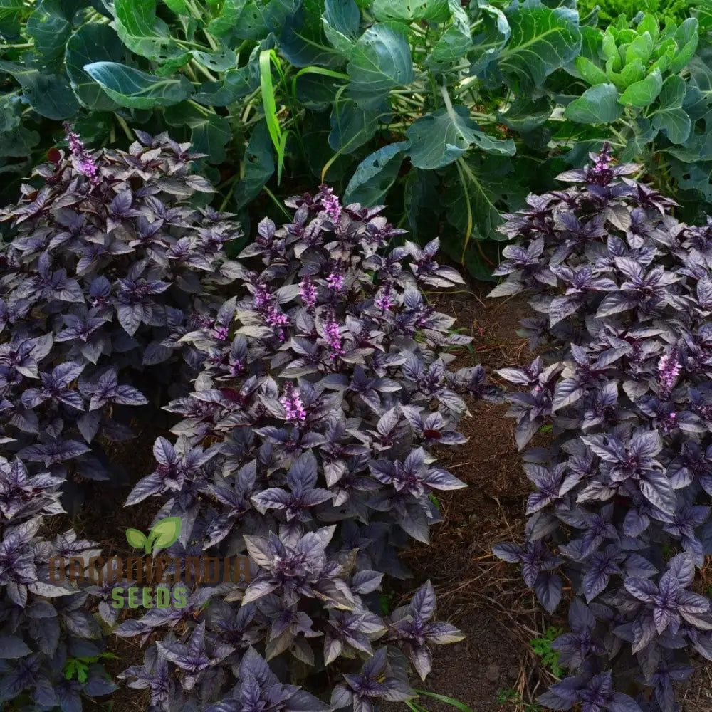 Grow Gourmet Flavors: Purple Dark Opal Basil – Heirloom Herb Seeds For Home Gardening Exotic