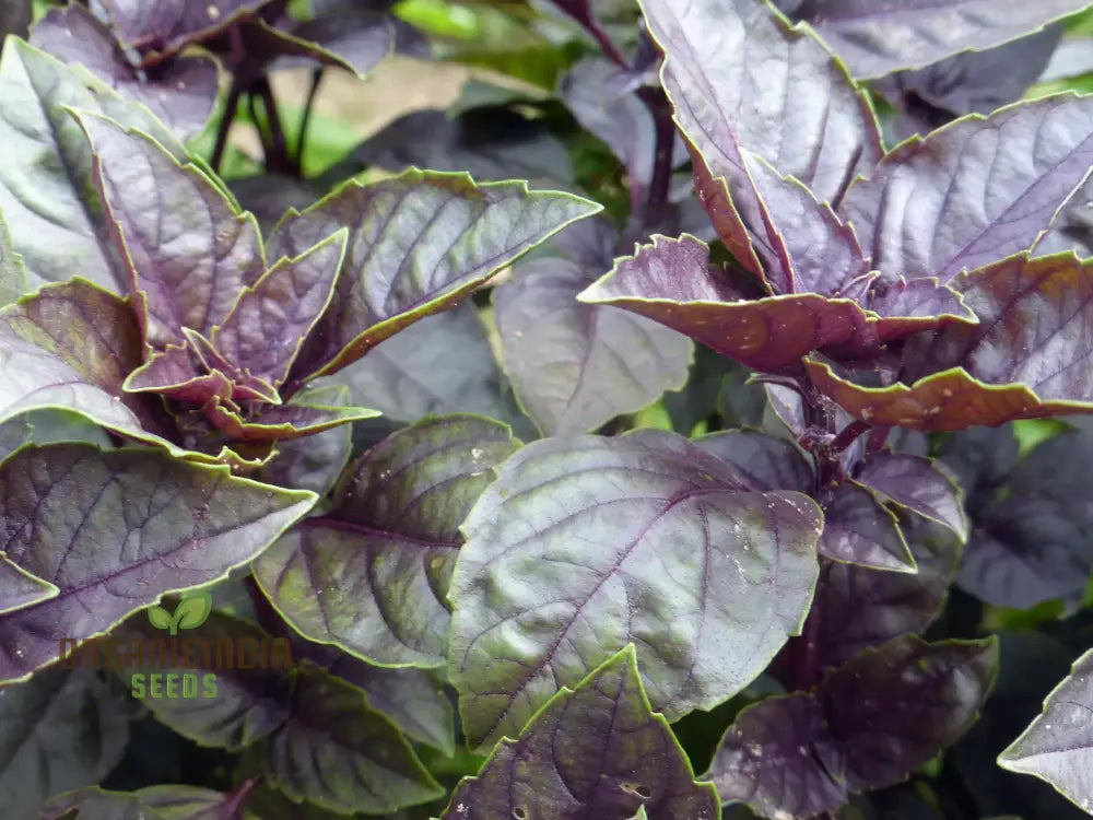 Grow Gourmet Flavors: Purple Dark Opal Basil – Heirloom Herb Seeds For Home Gardening Exotic