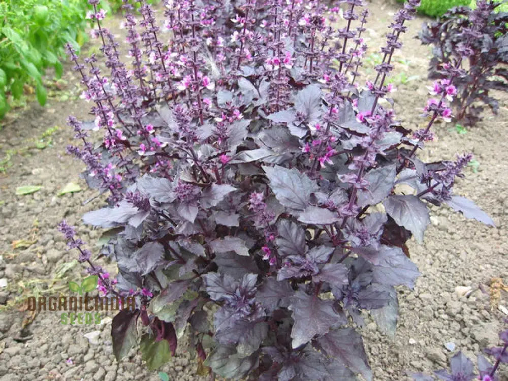 Grow Gourmet Flavors: Purple Dark Opal Basil – Heirloom Herb Seeds For Home Gardening Exotic