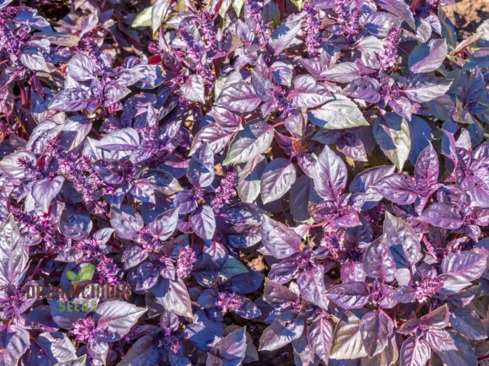 Grow Gourmet Flavors: Purple Dark Opal Basil – Heirloom Herb Seeds For Home Gardening Exotic