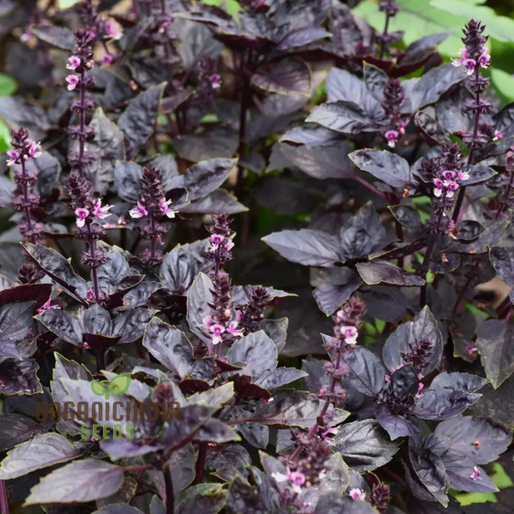 Grow Gourmet Flavors: Purple Dark Opal Basil – Heirloom Herb Seeds For Home Gardening Exotic