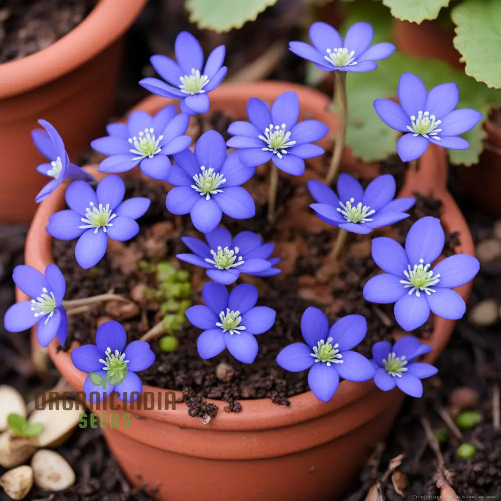 Grow Stunning Blue Hepatica From Seeds: Easy-To-Grow Hardy Perennial For Your Garden Delight