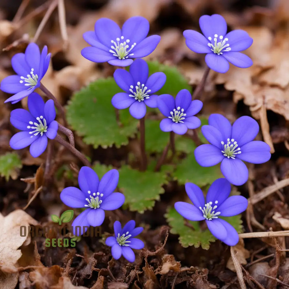 Grow Stunning Blue Hepatica From Seeds: Easy-To-Grow Hardy Perennial For Your Garden Delight