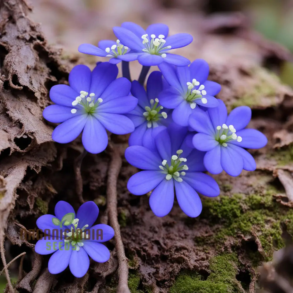 Grow Stunning Blue Hepatica From Seeds: Easy-To-Grow Hardy Perennial For Your Garden Delight