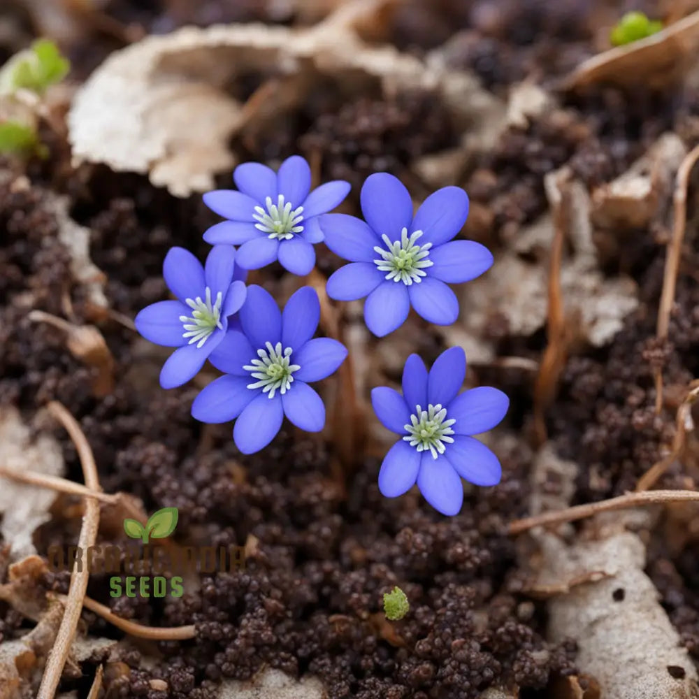 Grow Stunning Blue Hepatica From Seeds: Easy-To-Grow Hardy Perennial For Your Garden Delight