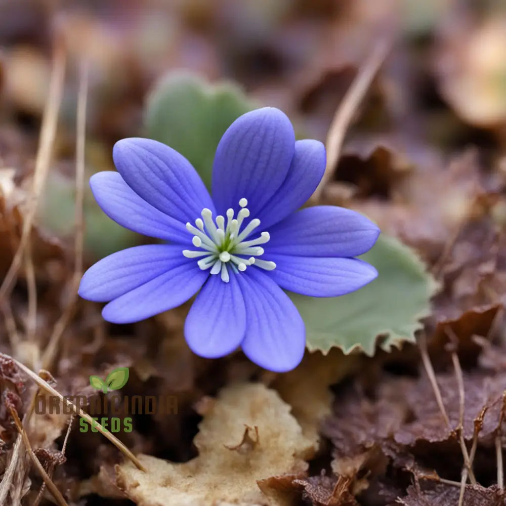 Grow Stunning Blue Hepatica From Seeds: Easy-To-Grow Hardy Perennial For Your Garden Delight