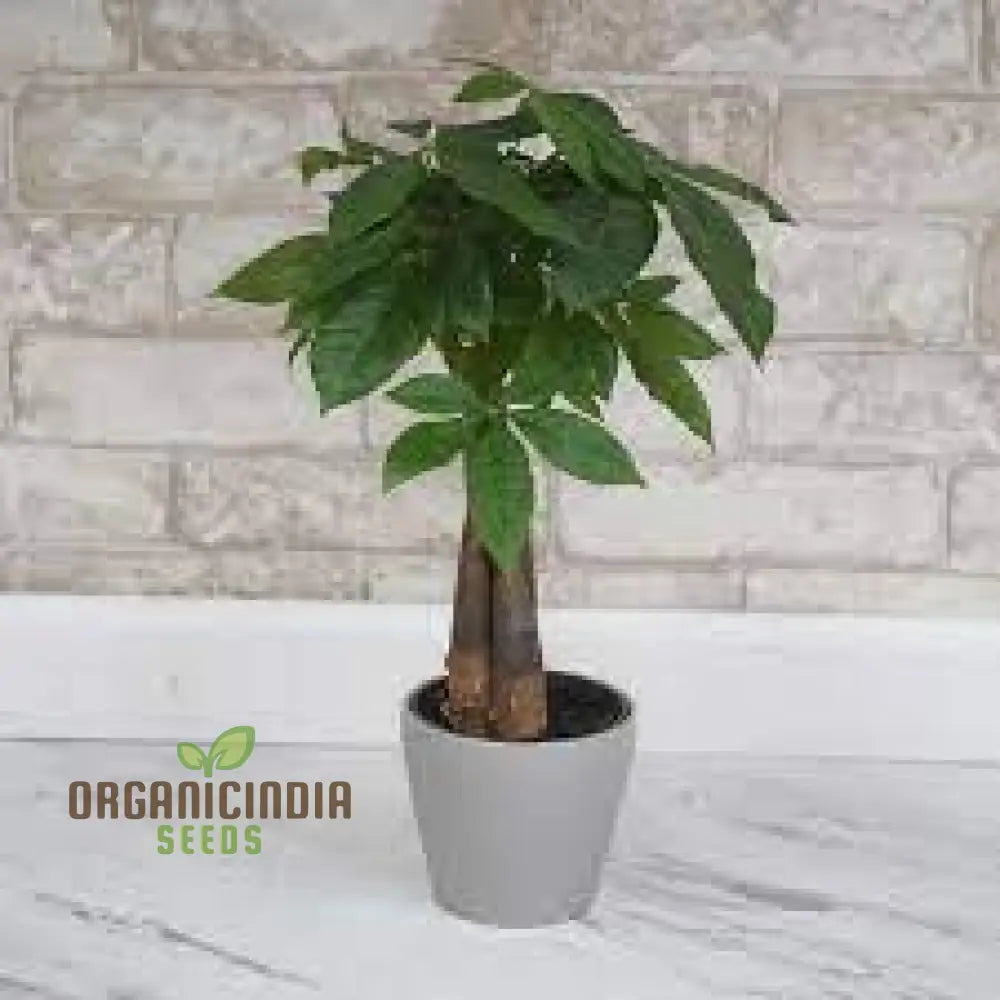 Grow Your Fortune With New Fresh 100Pcs Green Money Tree Seeds: Cultivate Prosperity From The