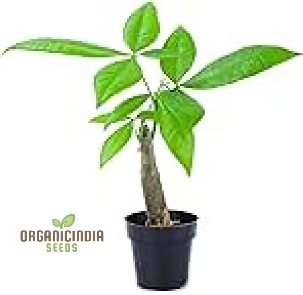 Grow Your Fortune With New Fresh 100Pcs Green Money Tree Seeds: Cultivate Prosperity From The