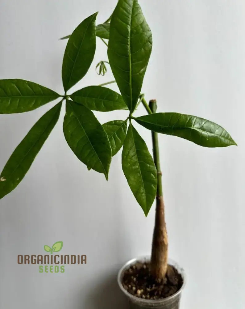 Grow Your Fortune With New Fresh 100Pcs Green Money Tree Seeds: Cultivate Prosperity From The